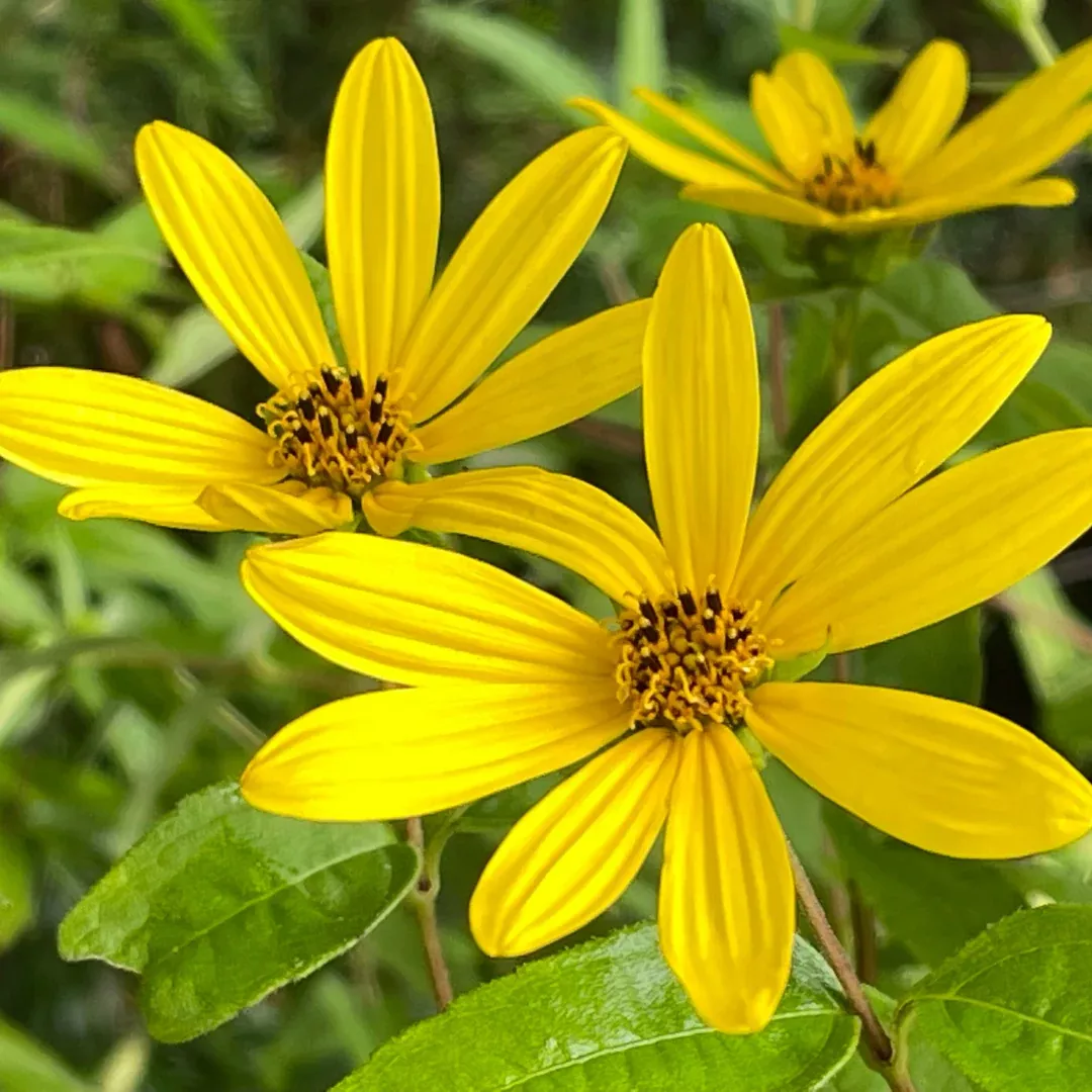 heliopsis-helianthoides Heliopsis helianthoides