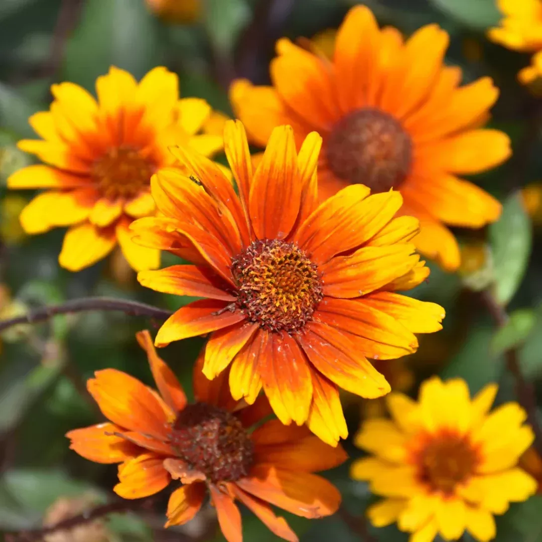 heliopsis-summer-eclipse Heliopsis 'Summer Eclipse'
