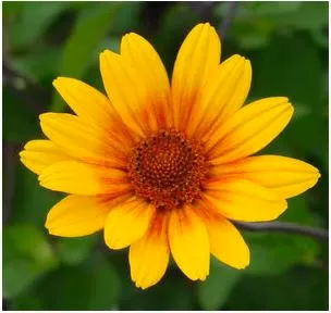 heliopsis-summer-night-false-sunflower Heliopsis Summer Night False Sunflower