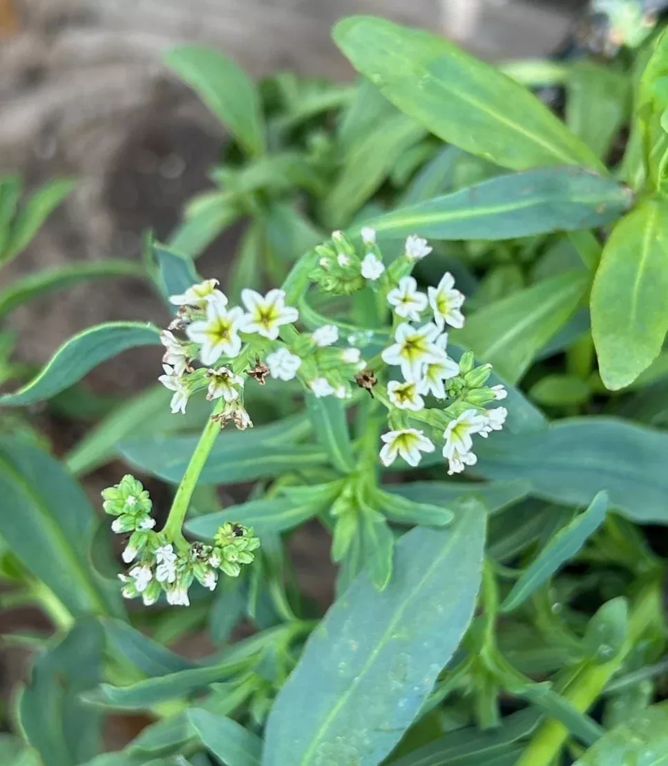 Heliotropium curassavicum Seaside Heliotrope