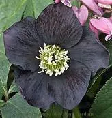 helleborus-black-diamond-20-ct-flat Helleborus 'Black Diamond' (20)ct Flat