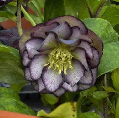 helleborus-black-tie-affair-30-ct-flat Helleborus 'Black Tie Affair' (30)ct Flat