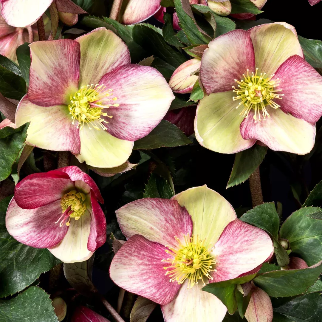 helleborus-ice-n-roses-dark-picotee Helleborus 'Ice N' Roses Dark Picotee'