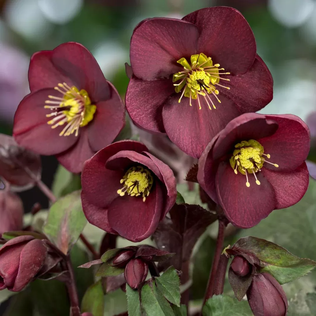 helleborus-ice-n-roses-merlot Helleborus 'Ice N Roses Merlot'