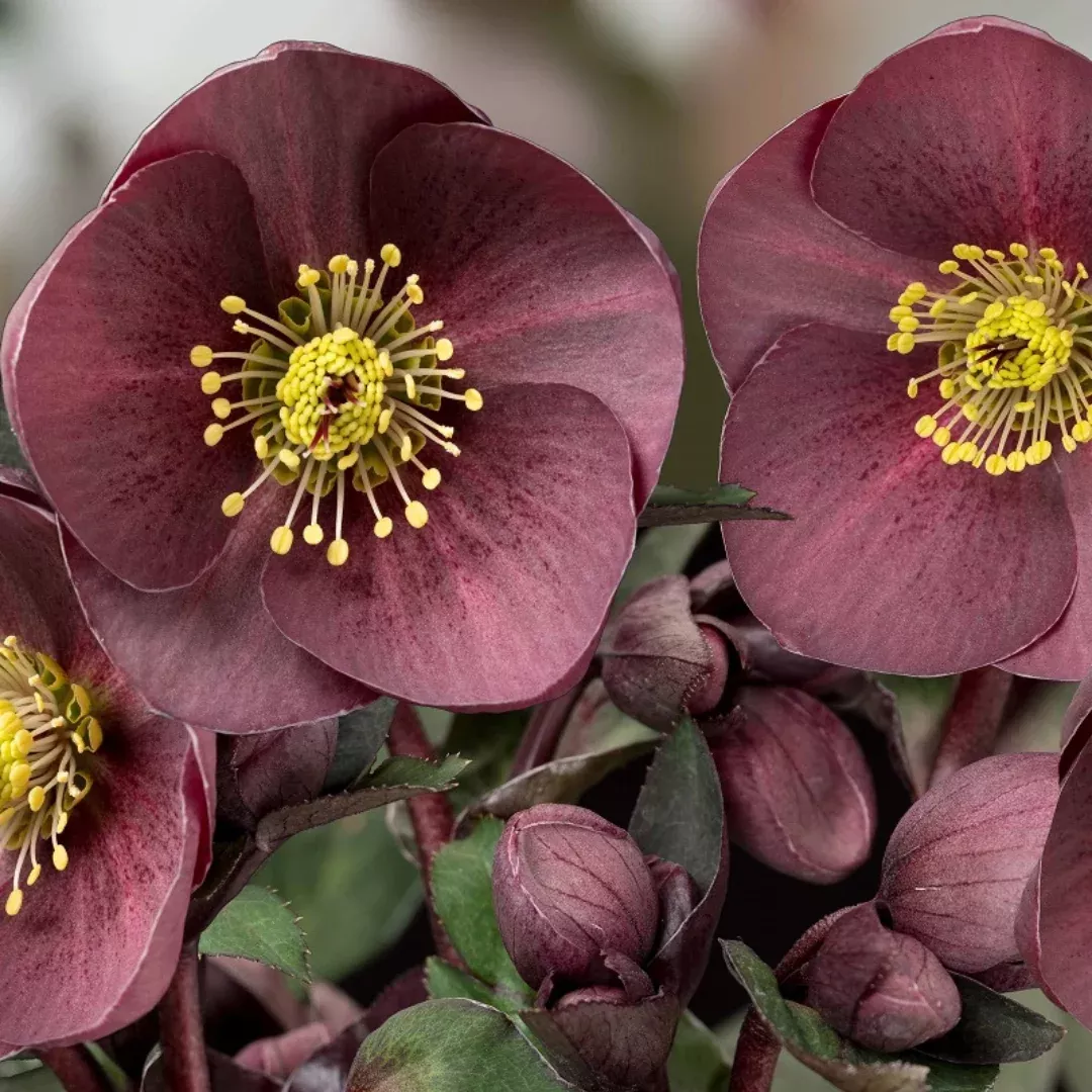 helleborus-ice-n-roses-nightingale Helleborus 'Ice N' Roses Nightingale'