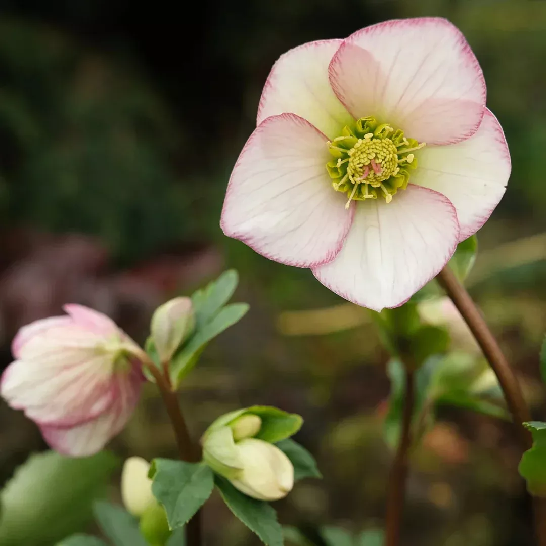 helleborus-ice-n-roses-picotee Helleborus 'Ice N' Roses Picotee'
