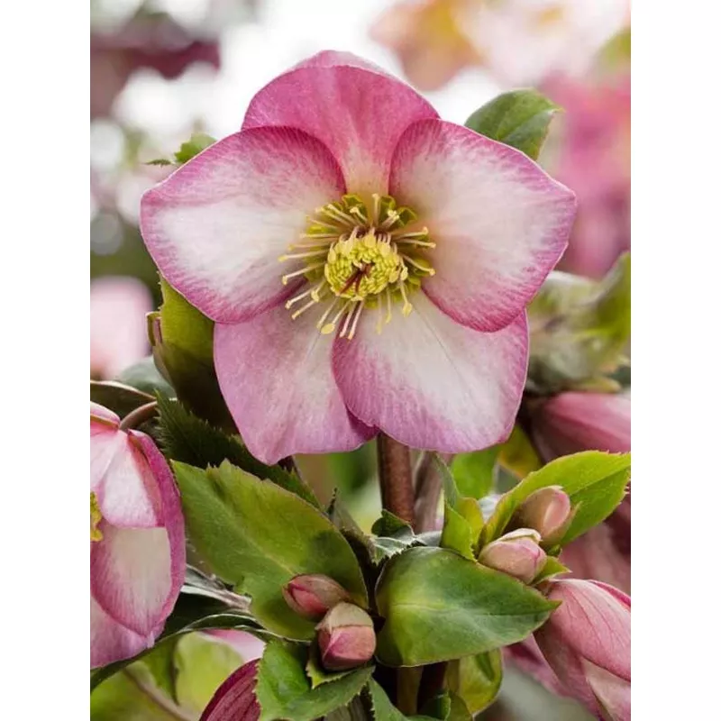 helleborus-ice-n-roses-rose Helleborus 'Ice N Roses Rose'