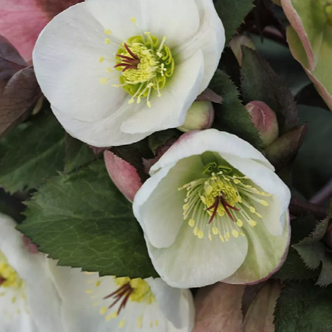 helleborus-ice-n-roses-white Helleborus 'Ice N Roses White'