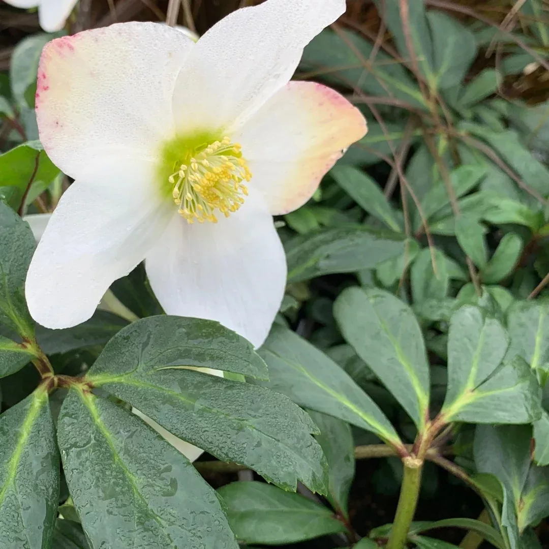 helleborus-niger Helleborus niger