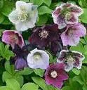 helleborus-orientalis-10-ct-quarts Helleborus orientalis (10)ct Quarts