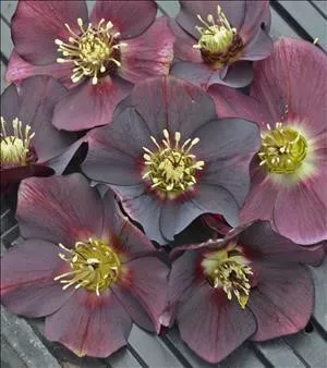 helleborus-rome-in-red-30-ct-flat Helleborus 'Rome in Red' (30)ct Flat