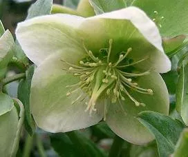 Helleborus 'Valentine Green' (20)ct Flat