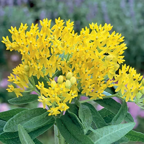 hello-yellow-butterfly-flower Hello Yellow Butterfly Flower