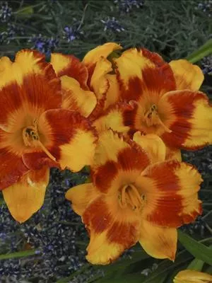 hemerocallis-adorable-tiger-25-br-plants Hemerocallis 'Adorable Tiger' (25) BR Plants
