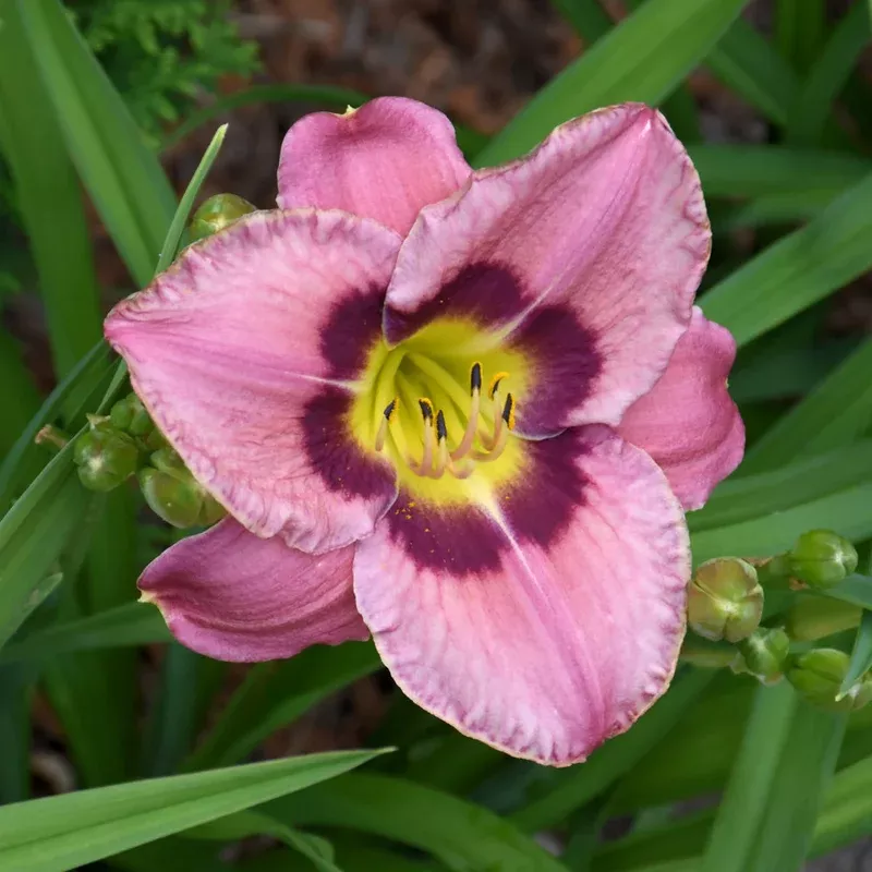 hemerocallis-always-afternoon Hemerocallis 'Always Afternoon'