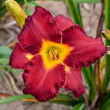Hemerocallis 'Another Brick in the Wall' (25) BR Plants