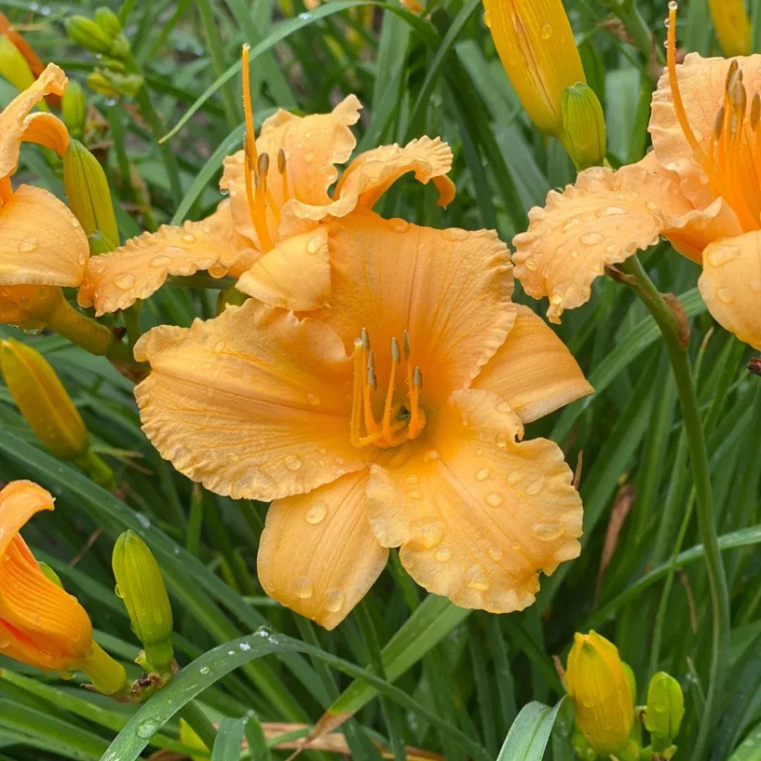 hemerocallis-apricot-sparkles Hemerocallis 'Apricot Sparkles'