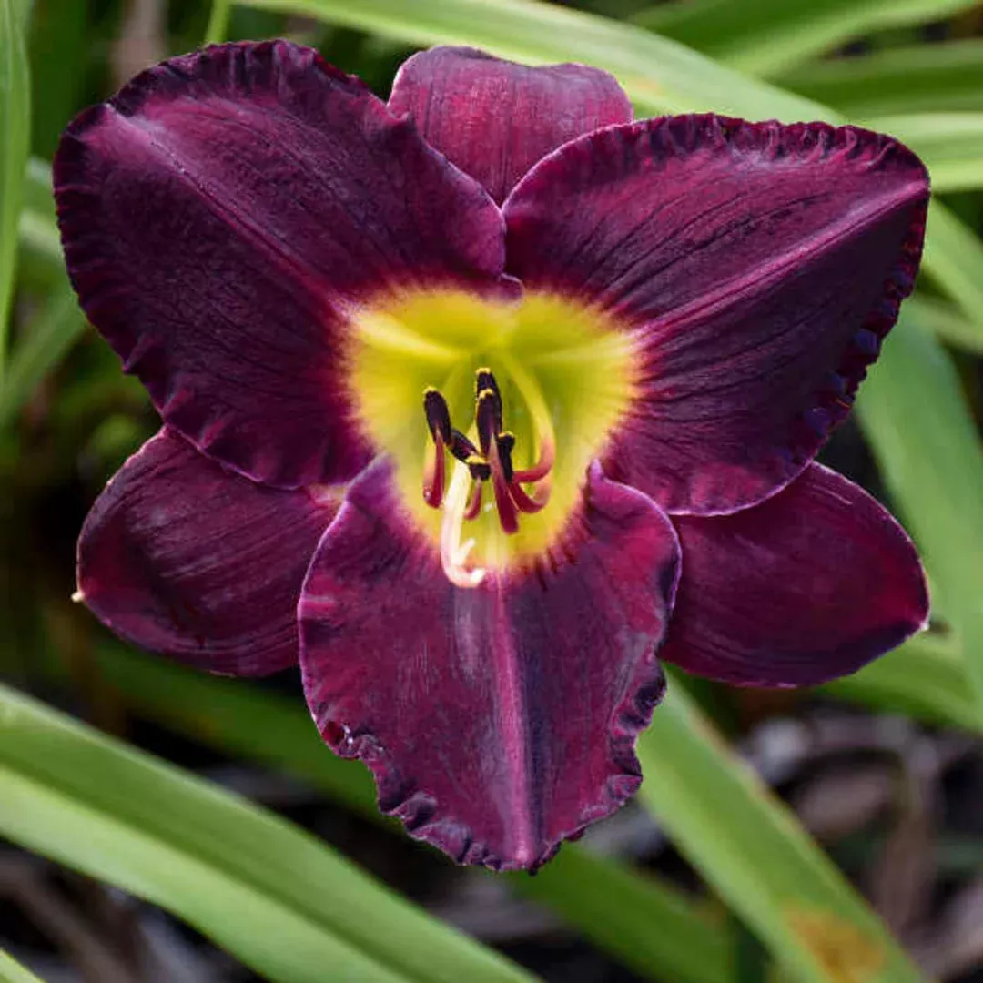 hemerocallis-bela-lugosi Hemerocallis 'Bela Lugosi'