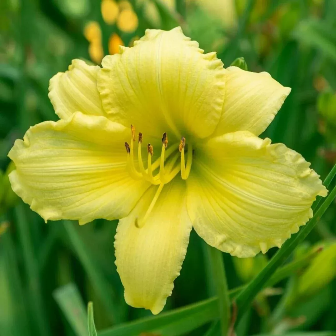 hemerocallis-big-time-happy Hemerocallis 'Big Time Happy'
