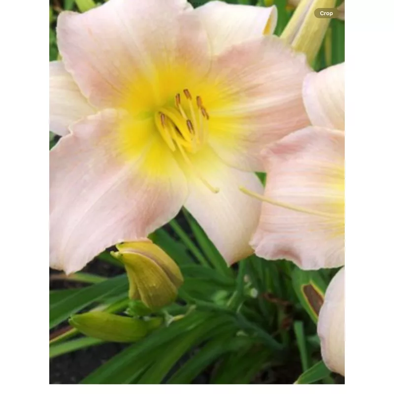 hemerocallis-catherine-woodbury Hemerocallis 'Catherine Woodbury'