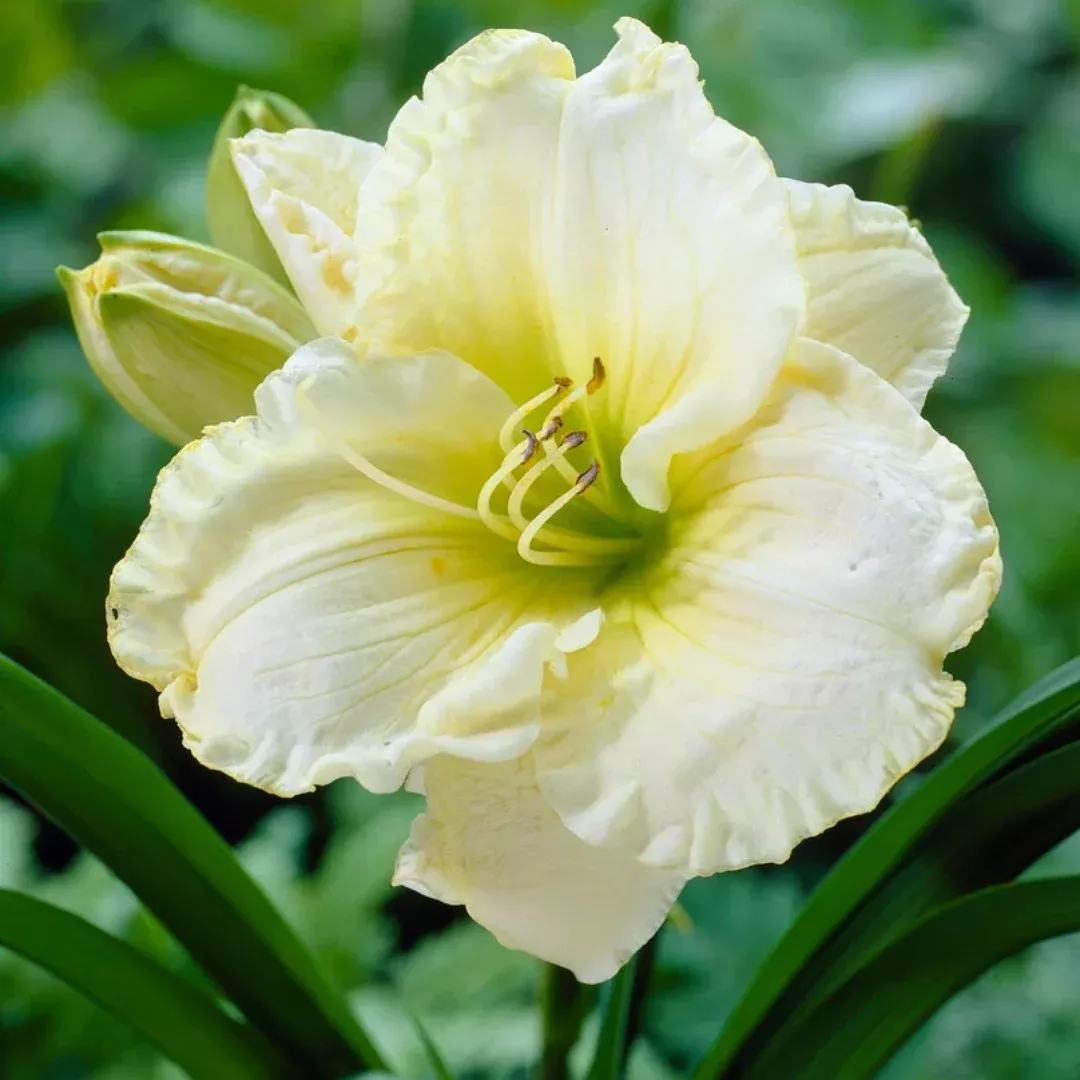 hemerocallis-cool-it Hemerocallis 'Cool It'