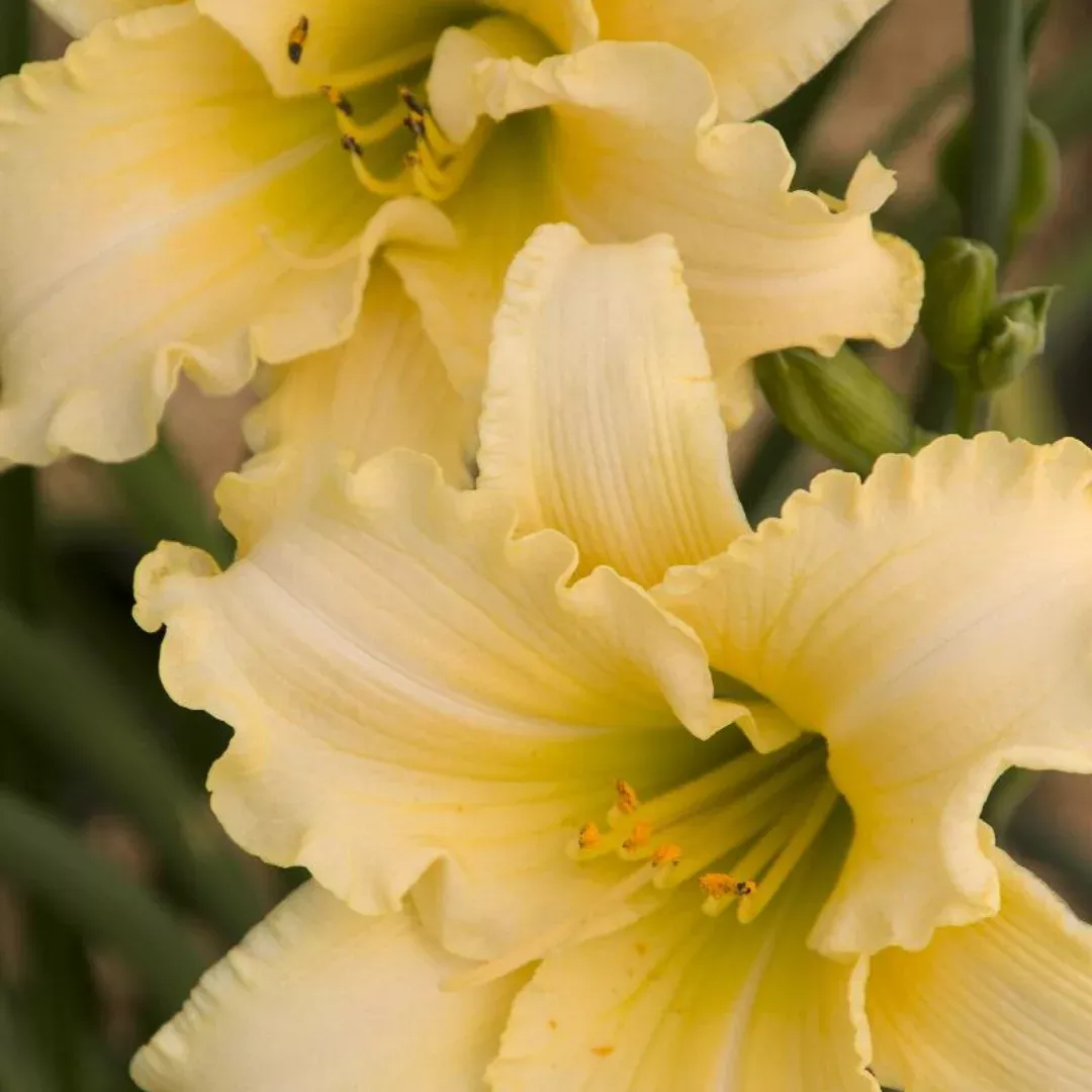 hemerocallis-every-daylily-cream Hemerocallis 'Every DayLily Cream'