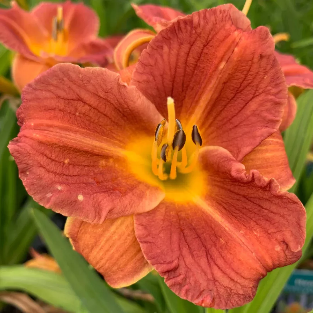 hemerocallis-everydaylily-orange Hemerocallis 'EveryDaylily Orange'