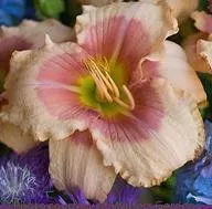 hemerocallis-exotic-candy-25-br-plants Hemerocallis EXOTIC CANDY (25) BR Plants