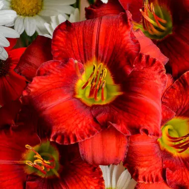 Hemerocallis 'Funny Valentine' (25) BR Plants