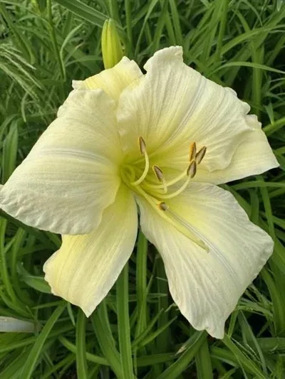hemerocallis-gentle-shepherd-daylily Hemerocallis Gentle Shepherd Daylily