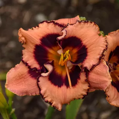 Hemerocallis 'Hungry Eyes' PP32365 (25) BR Plants