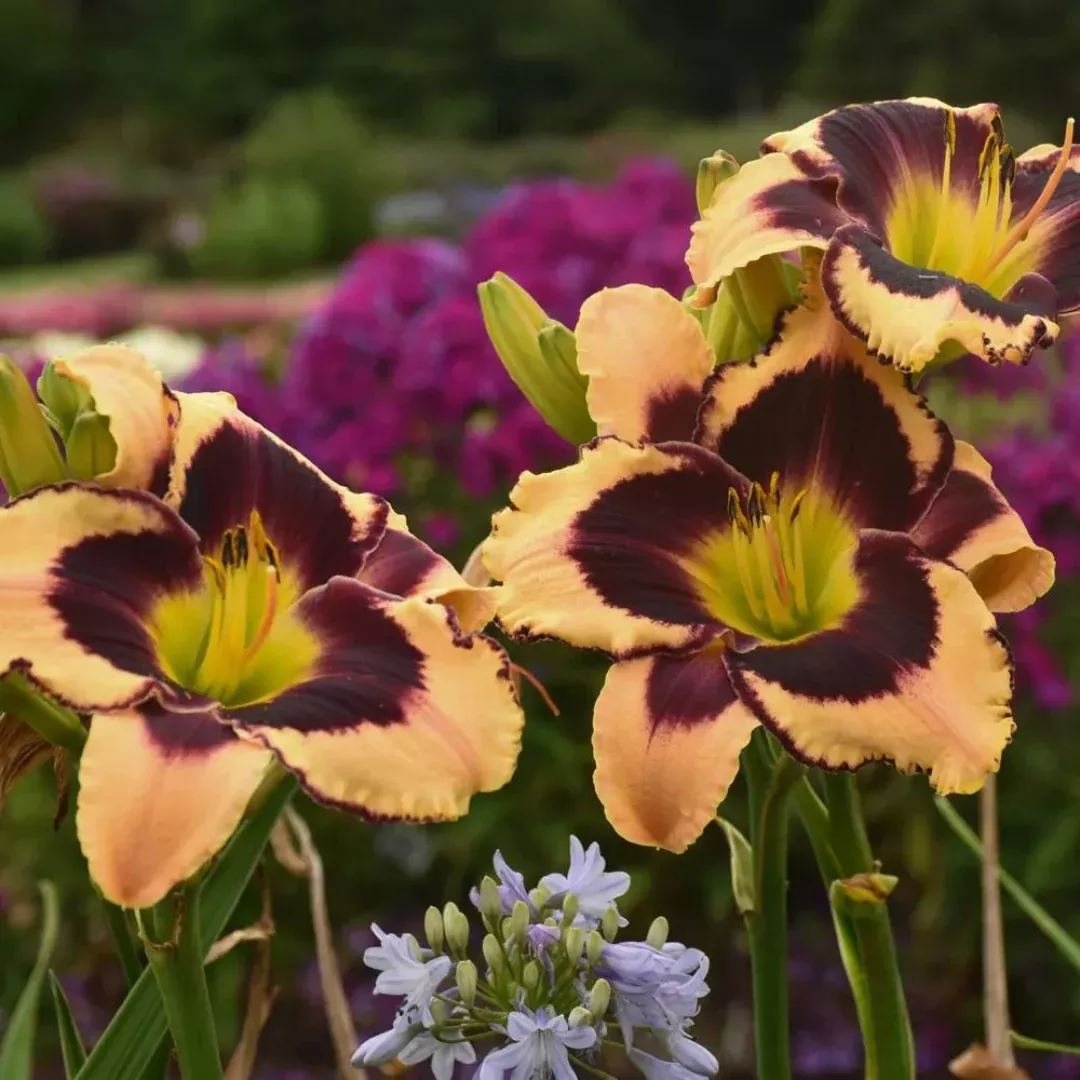 hemerocallis-inkheart Hemerocallis 'Inkheart'