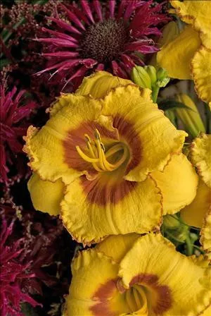 hemerocallis-jazz-king-25-br-plants Hemerocallis JAZZ KING (25) BR Plants