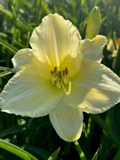 hemerocallis-joan-senior-daylily Hemerocallis Joan Senior Daylily