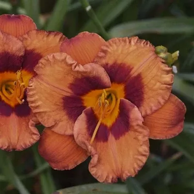 hemerocallis-mighty-chestnut-daylily Hemerocallis Mighty Chestnut Daylily