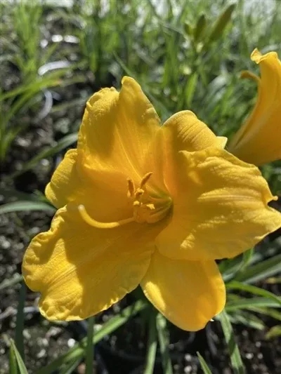 Hemerocallis Mini Stella Daylily