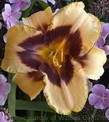 hemerocallis-modern-design-25-br-plants Hemerocallis MODERN DESIGN (25) BR Plants