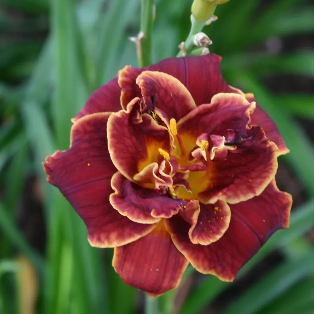 hemerocallis-night-embers Hemerocallis 'Night Embers'