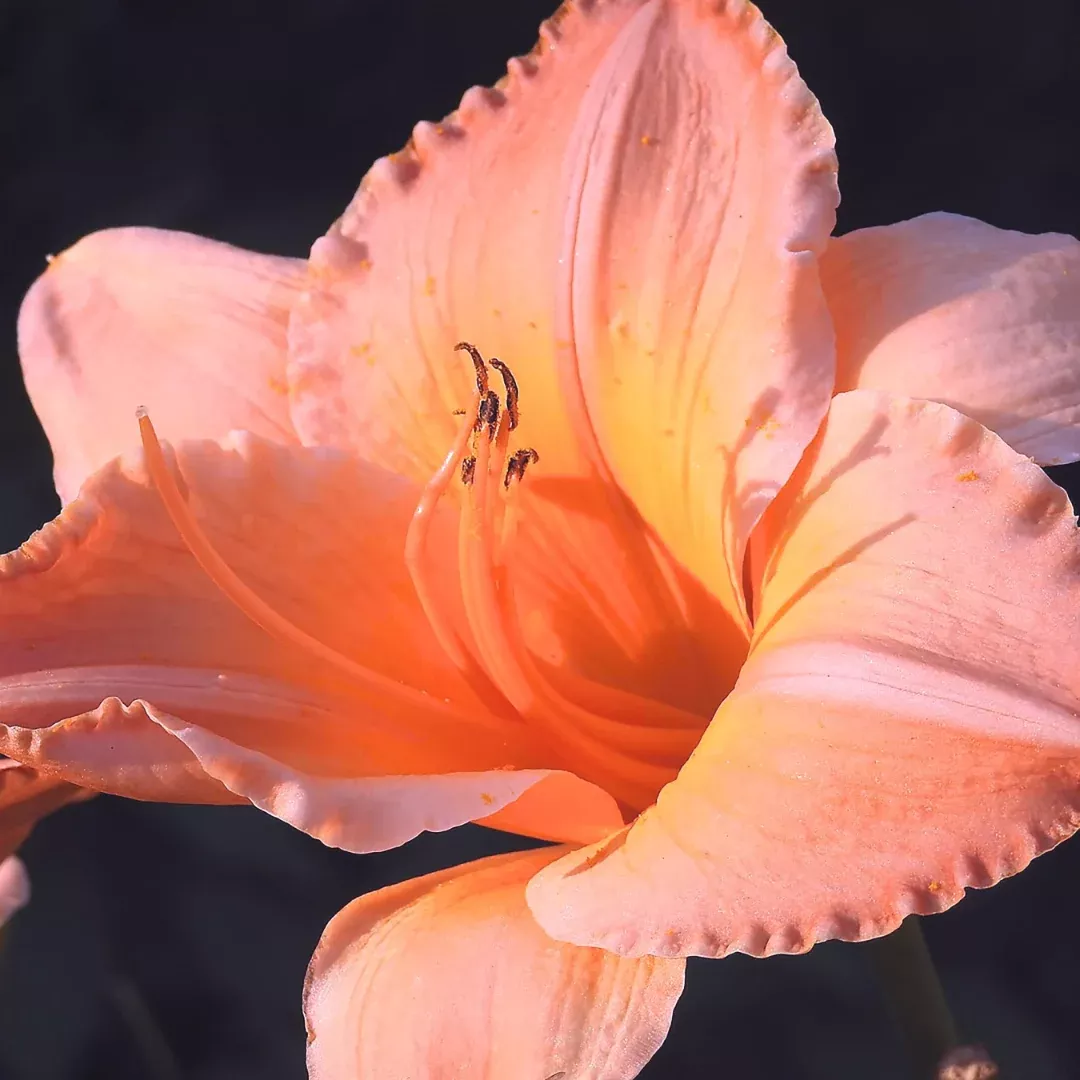 hemerocallis-on-on Hemerocallis 'On and On'