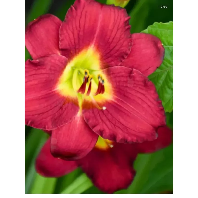 hemerocallis-pardon-me Hemerocallis 'Pardon Me'