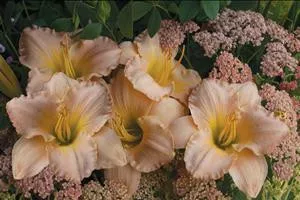 hemerocallis-pewter-pink-25-br-plants Hemerocallis PEWTER PINK (25) BR Plants