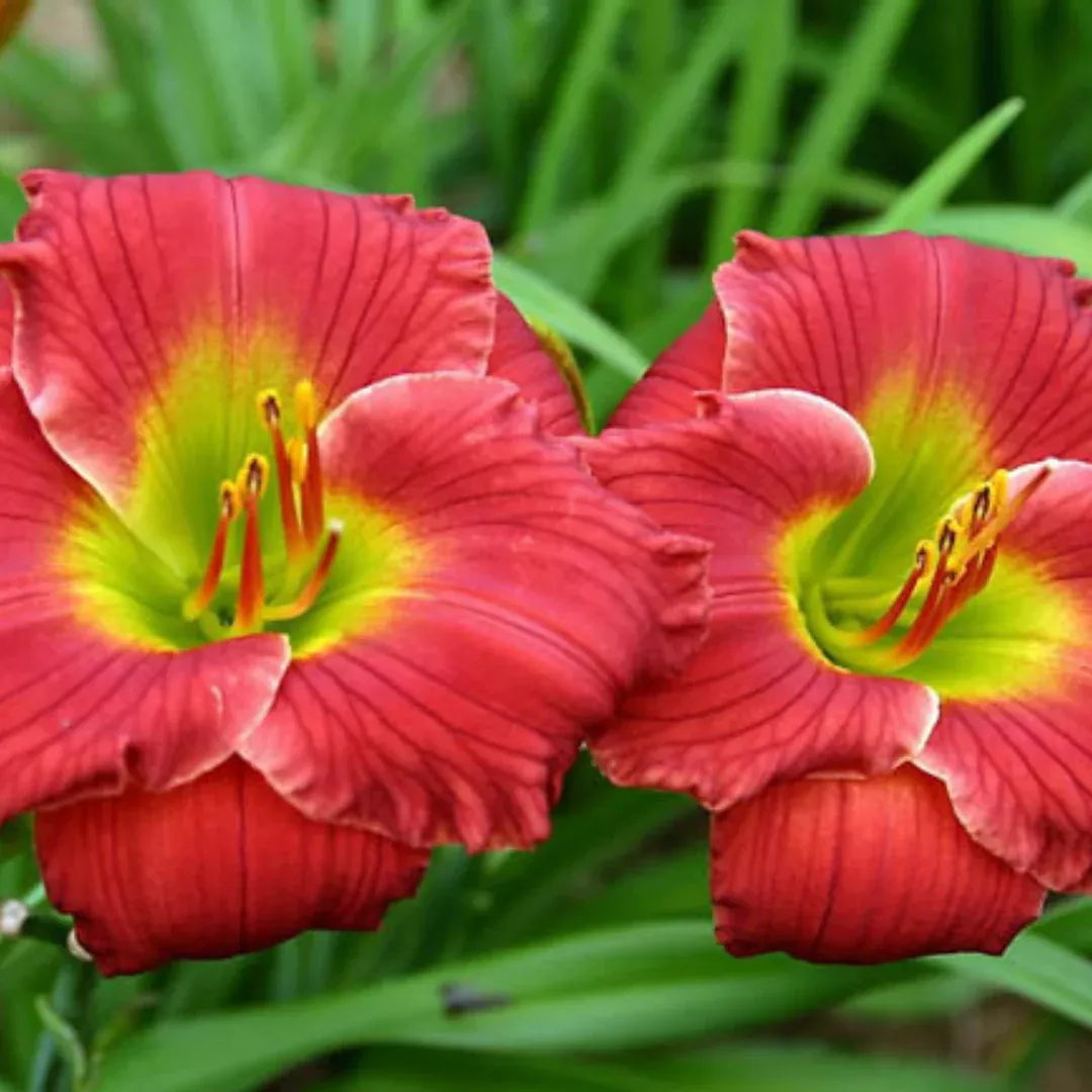 hemerocallis-red-hot-returns Hemerocallis 'Red Hot Returns'