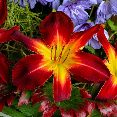 hemerocallis-ruby-spider-25-br-plants Hemerocallis 'Ruby Spider' (25) BR Plants