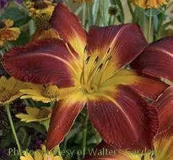 hemerocallis-ruby-spider-4-1-gallons Hemerocallis 'Ruby Spider' (4) 1-gallons