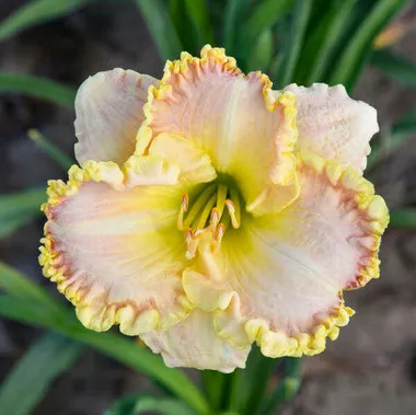 hemerocallis-singular-sensation-25-br-plants Hemerocallis 'Singular Sensation' (25) BR Plants