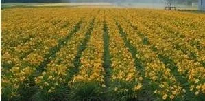 hemerocallis-stella-de-oro-18-ct-flat Hemerocallis STELLA DE ORO (18)ct Flat