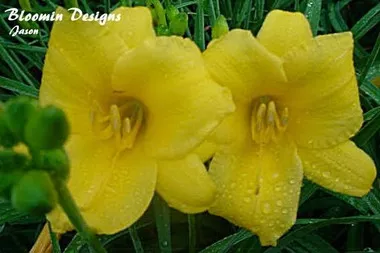 Hemerocallis 'Stella de Oro' (3.5 inch pot)