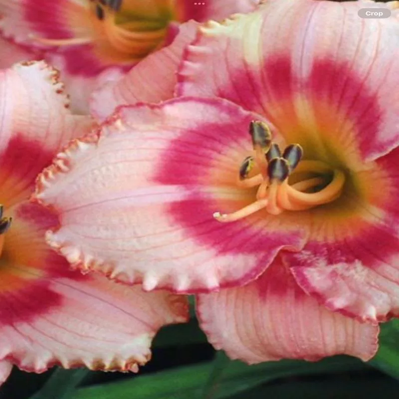 hemerocallis-strawberry-candy Hemerocallis 'Strawberry Candy'
