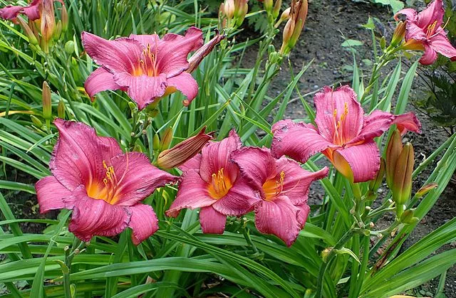 hemerocallis-summer-wine-daylily Hemerocallis Summer Wine Daylily