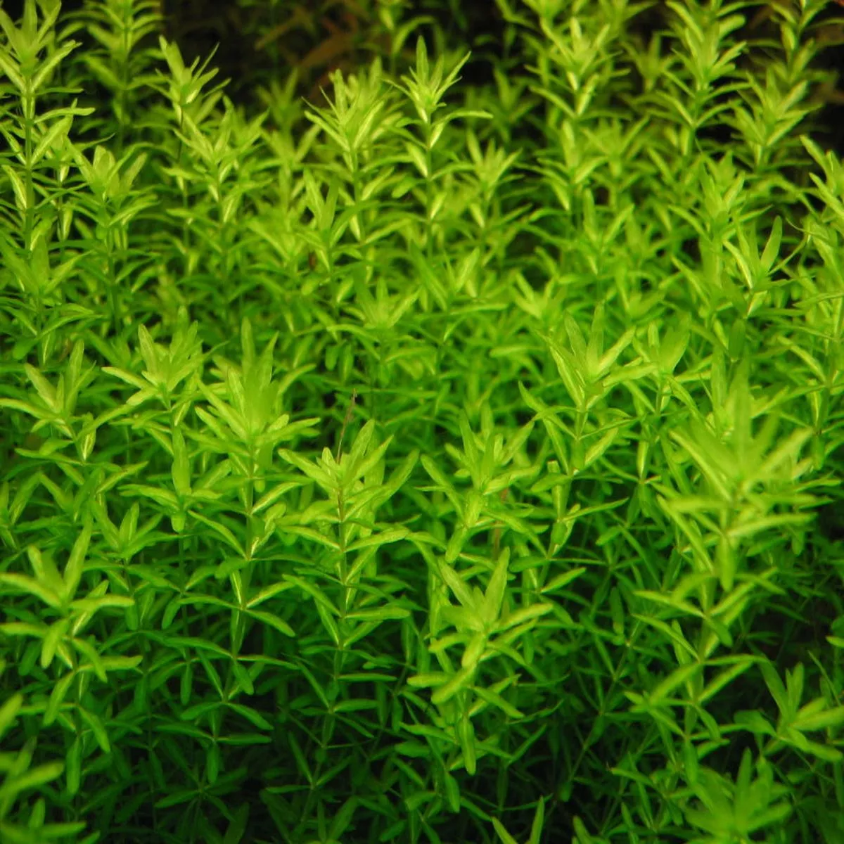 Hemianthus Callitrichoides – AQ1138 – On Pad